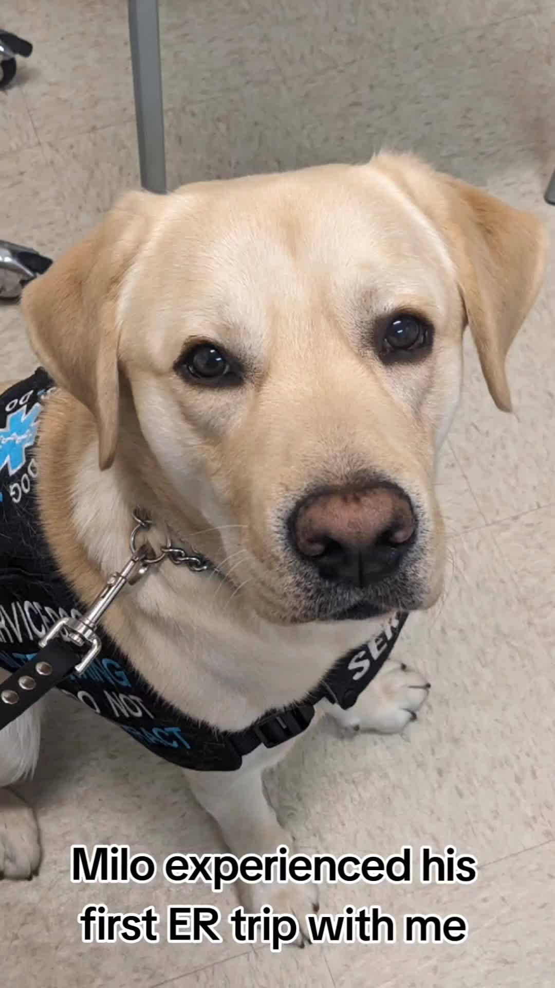 @Service Pup Milo