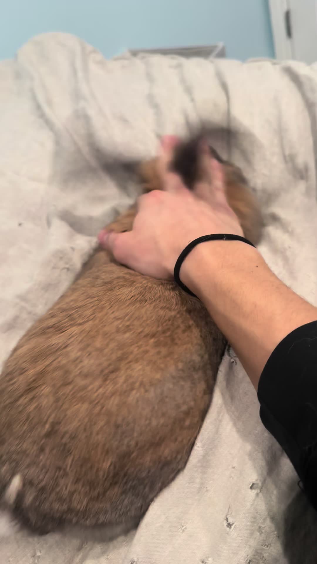@honeythebunny24