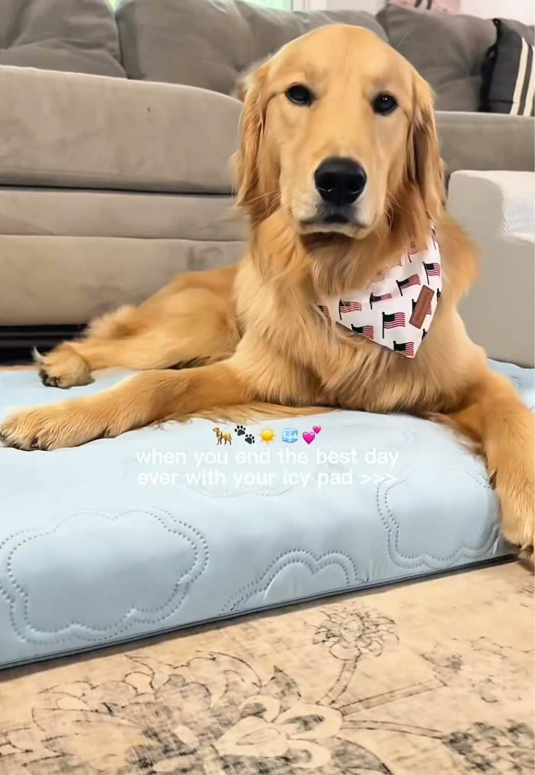 @Josi B🐕