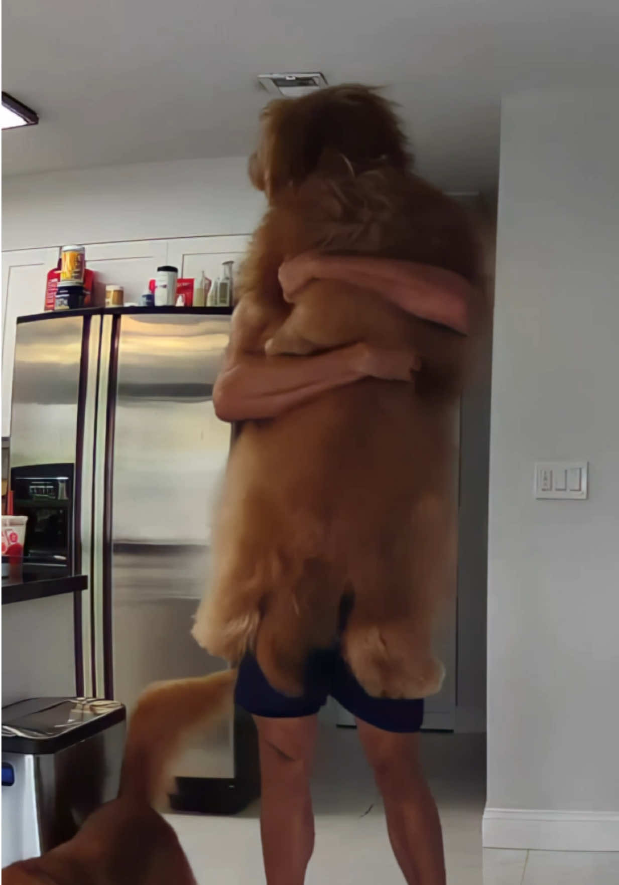 @Brodie The Goldendoodle