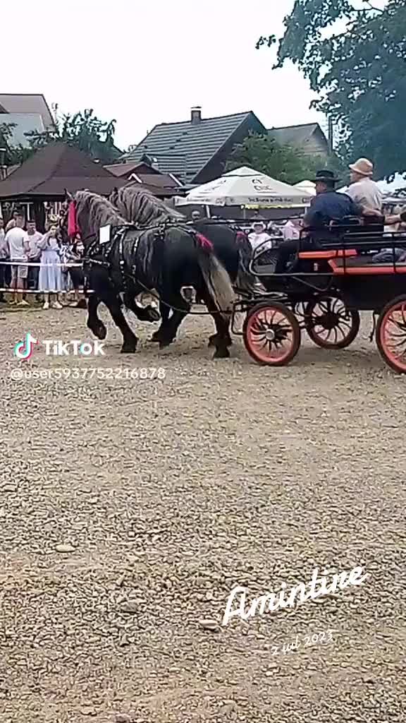 @NECHITA.NICHITOI