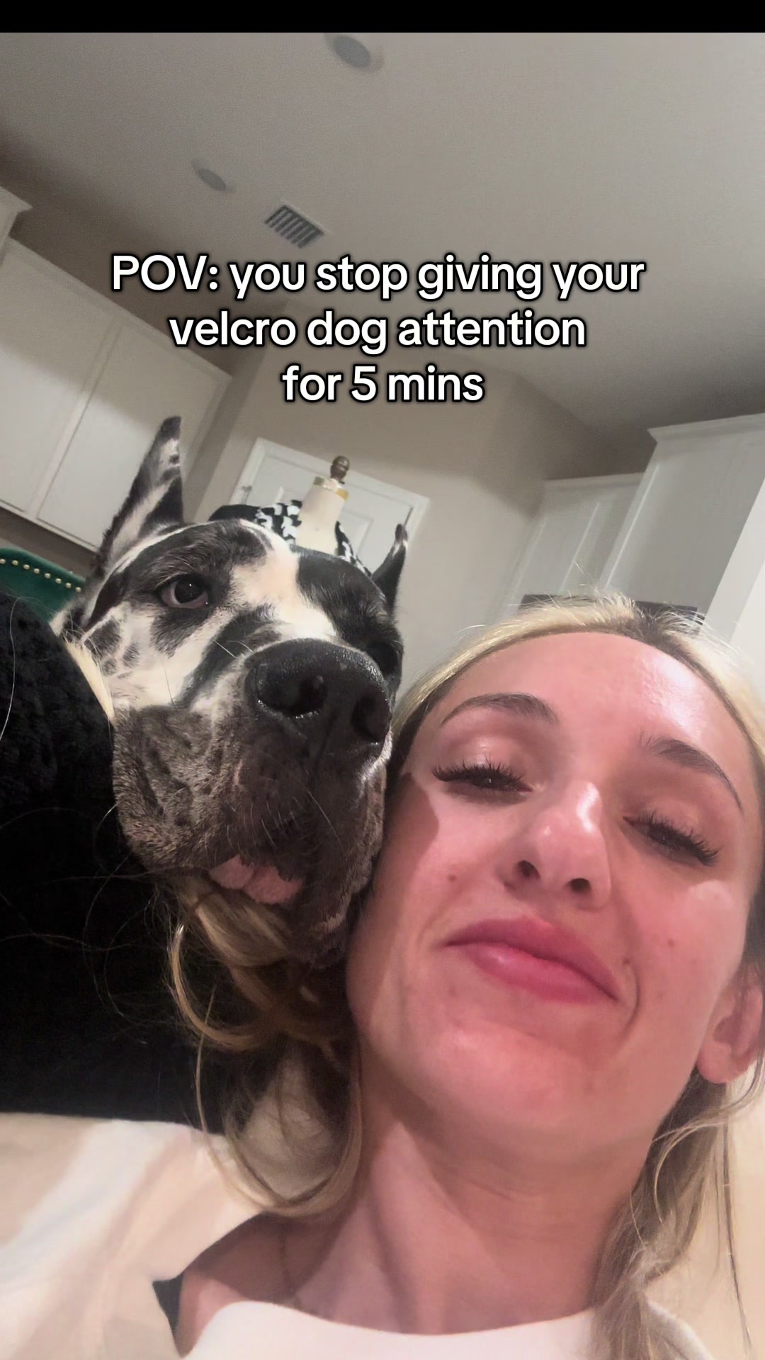 @Greyson the Great Dane