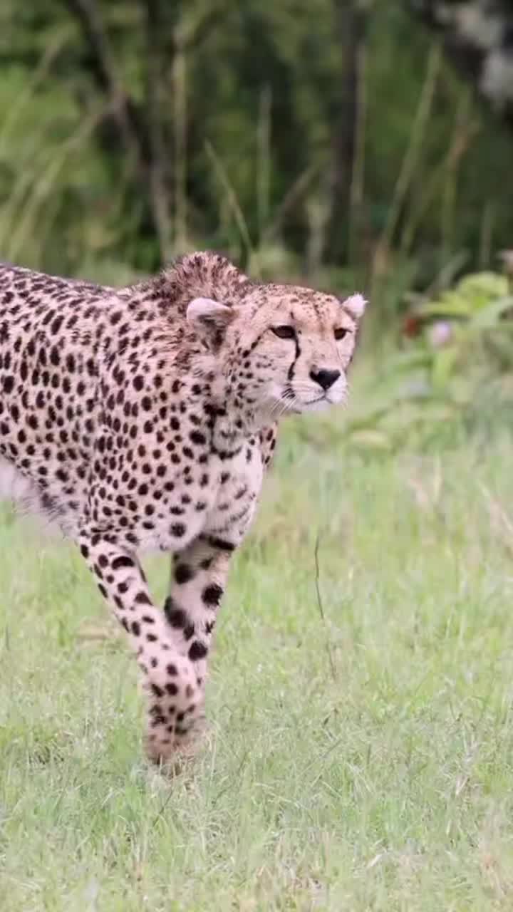 @UK animal channel🇬🇧