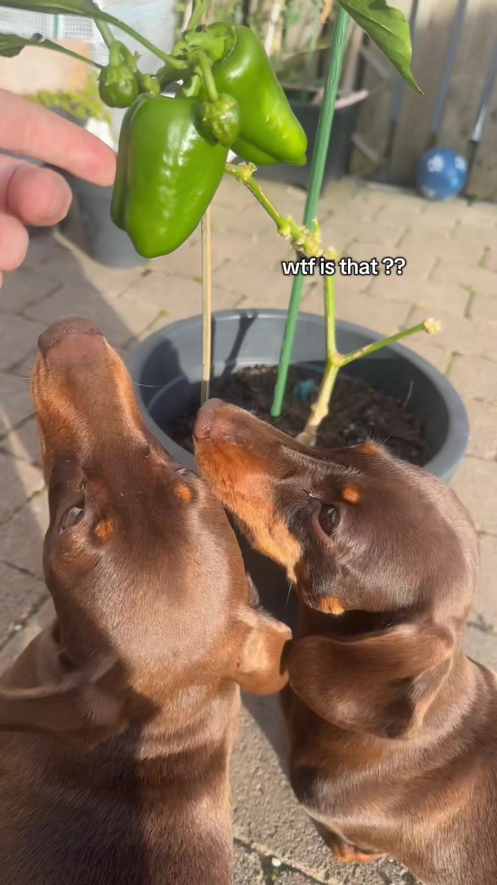 @ciciolive_mini_weiners