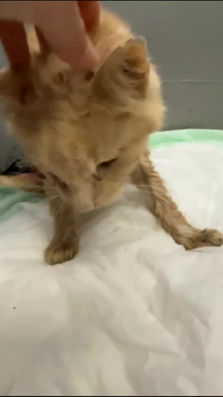 @Community_Animal_Rescue