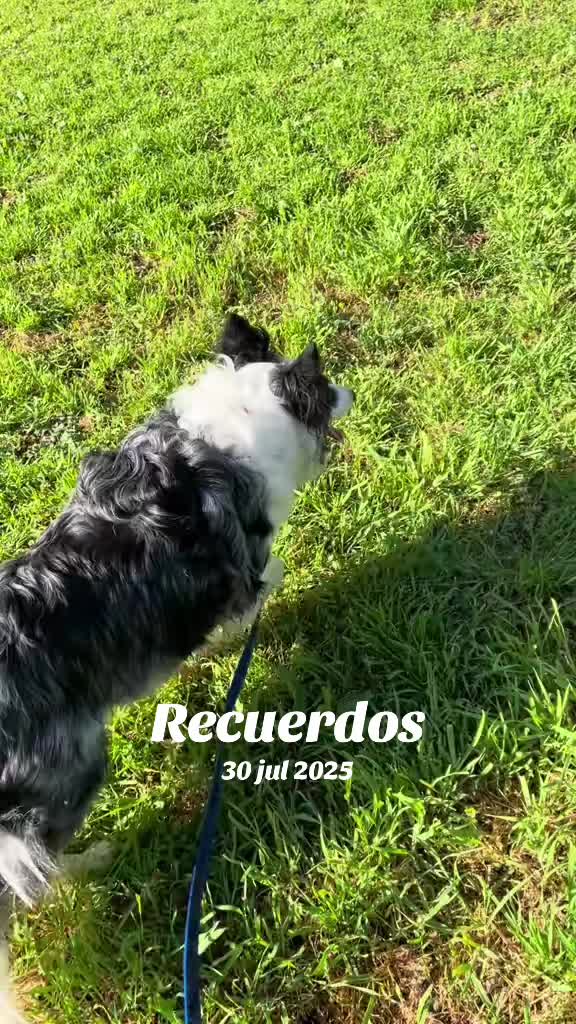 @Pituykay y agapornis