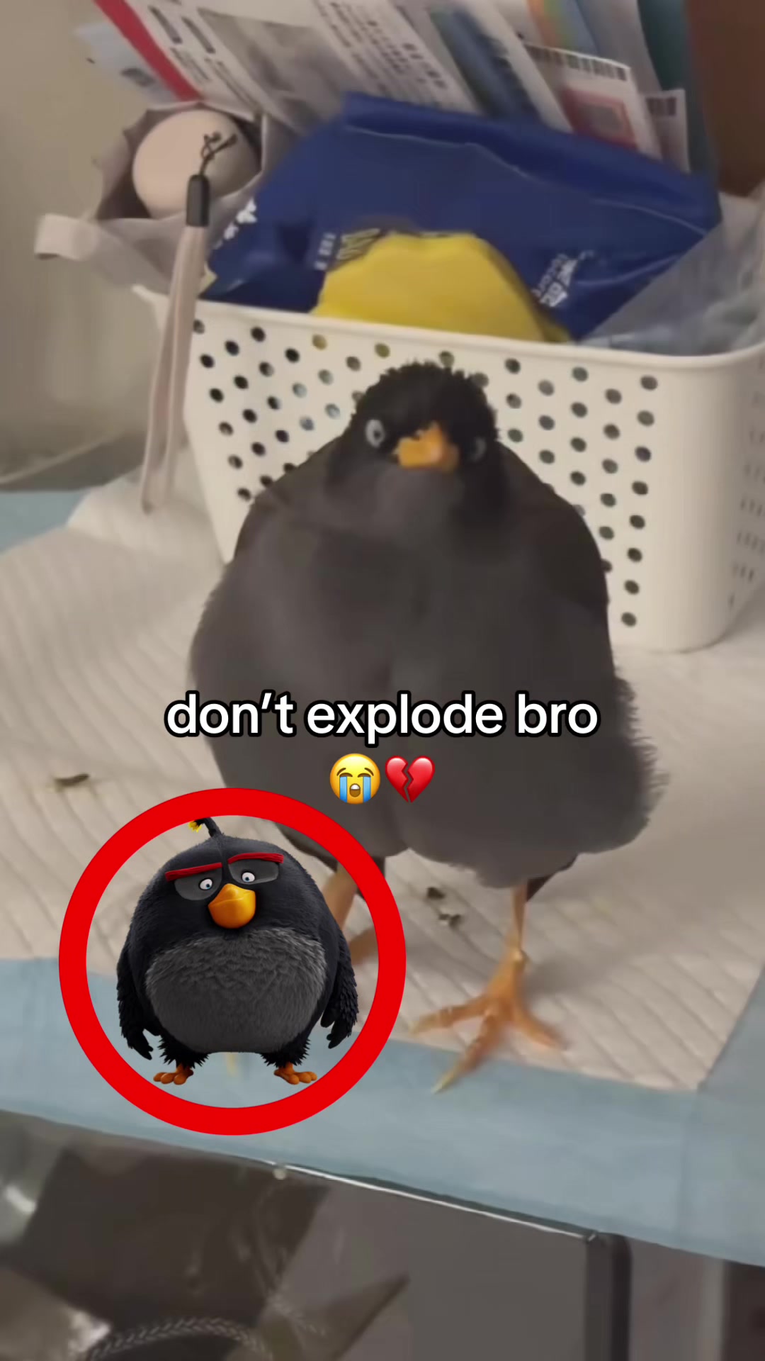 @bababooy1.2