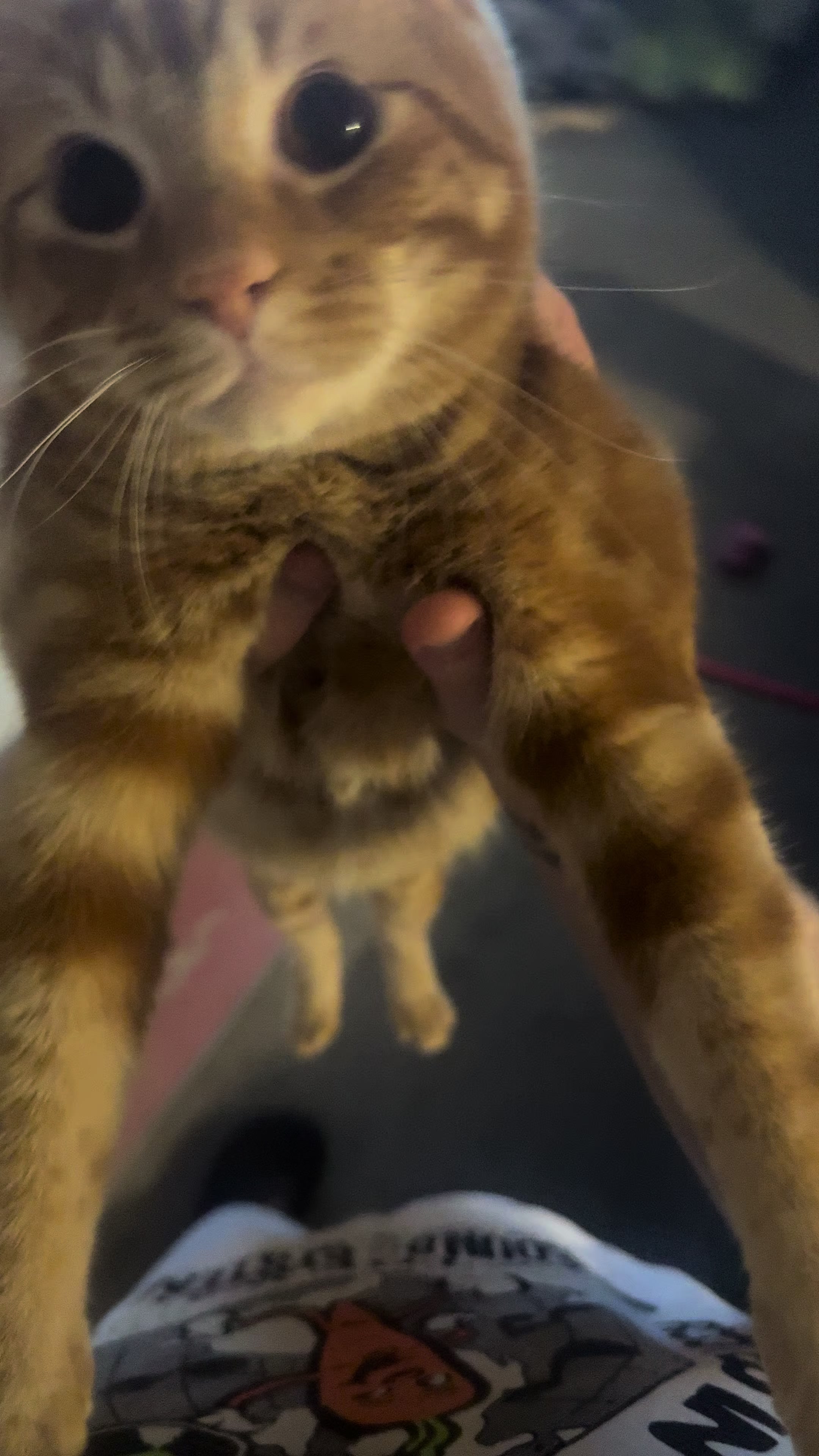 @Nacho&Bagel 🐈🐆