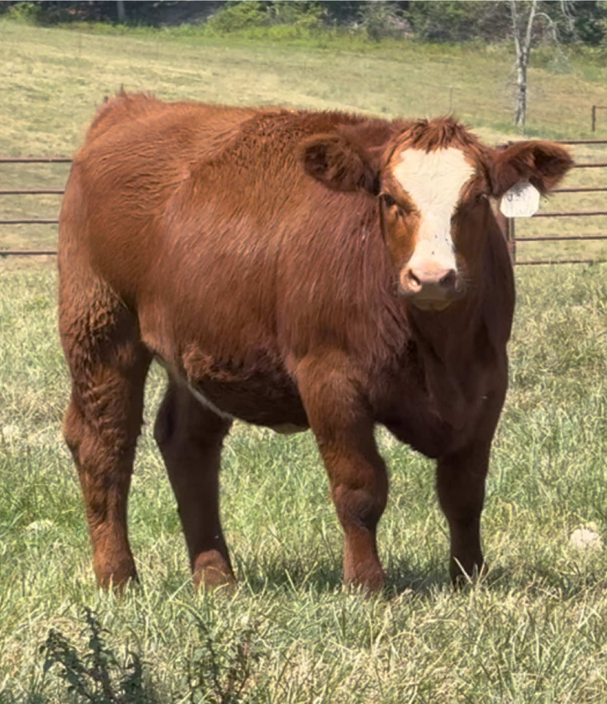 @Massey Land & Cattle