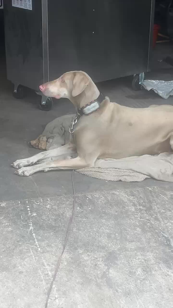@certidogzuk
