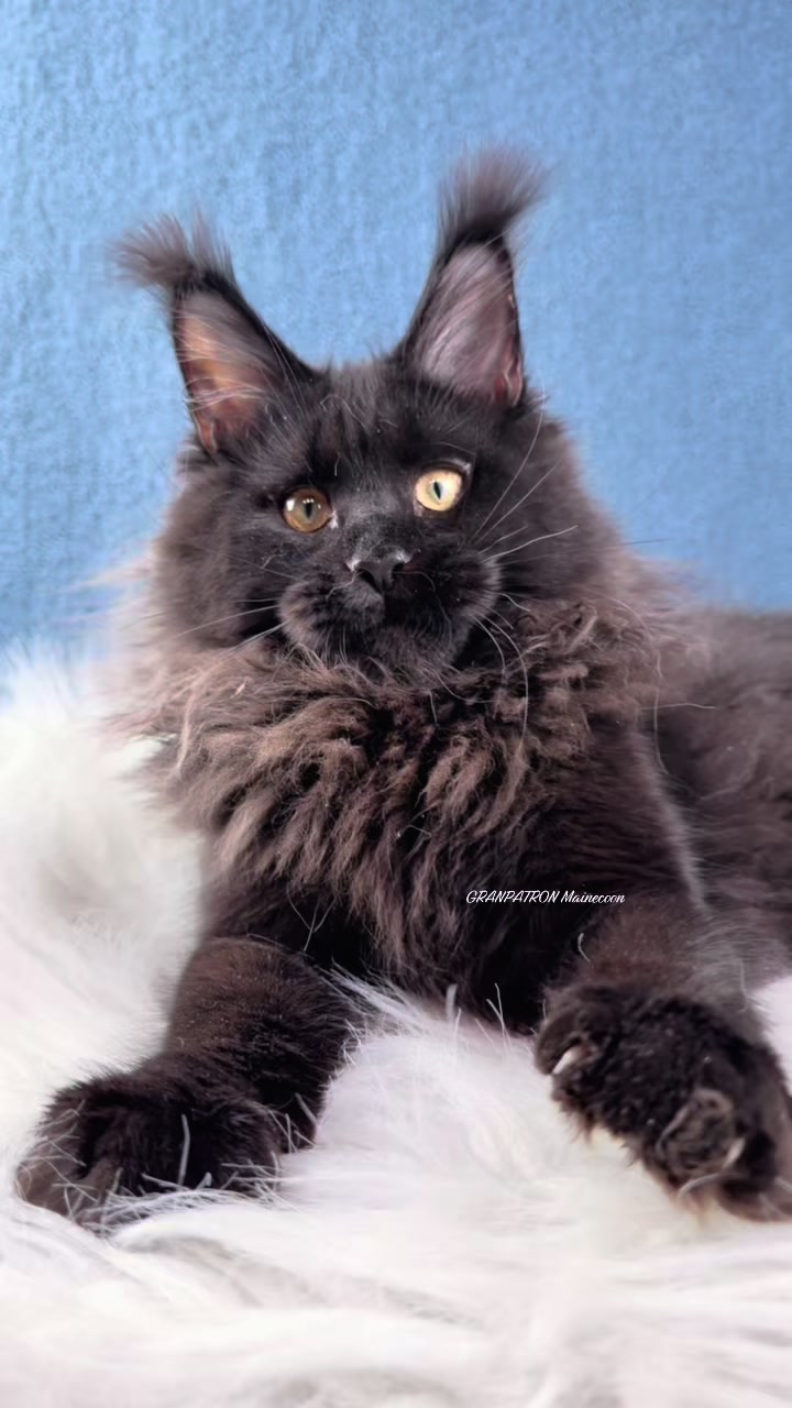 @Maine coon kitten