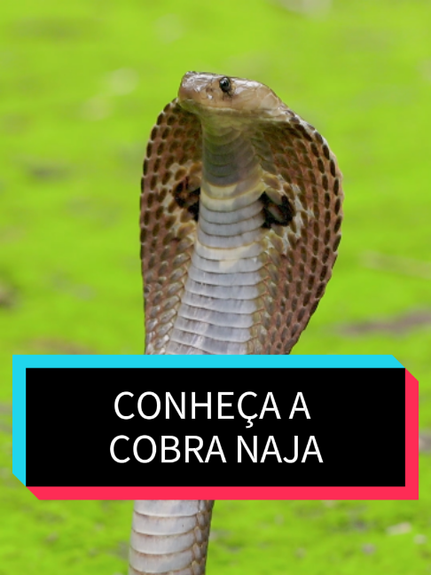 @Curiosidade em Orbita