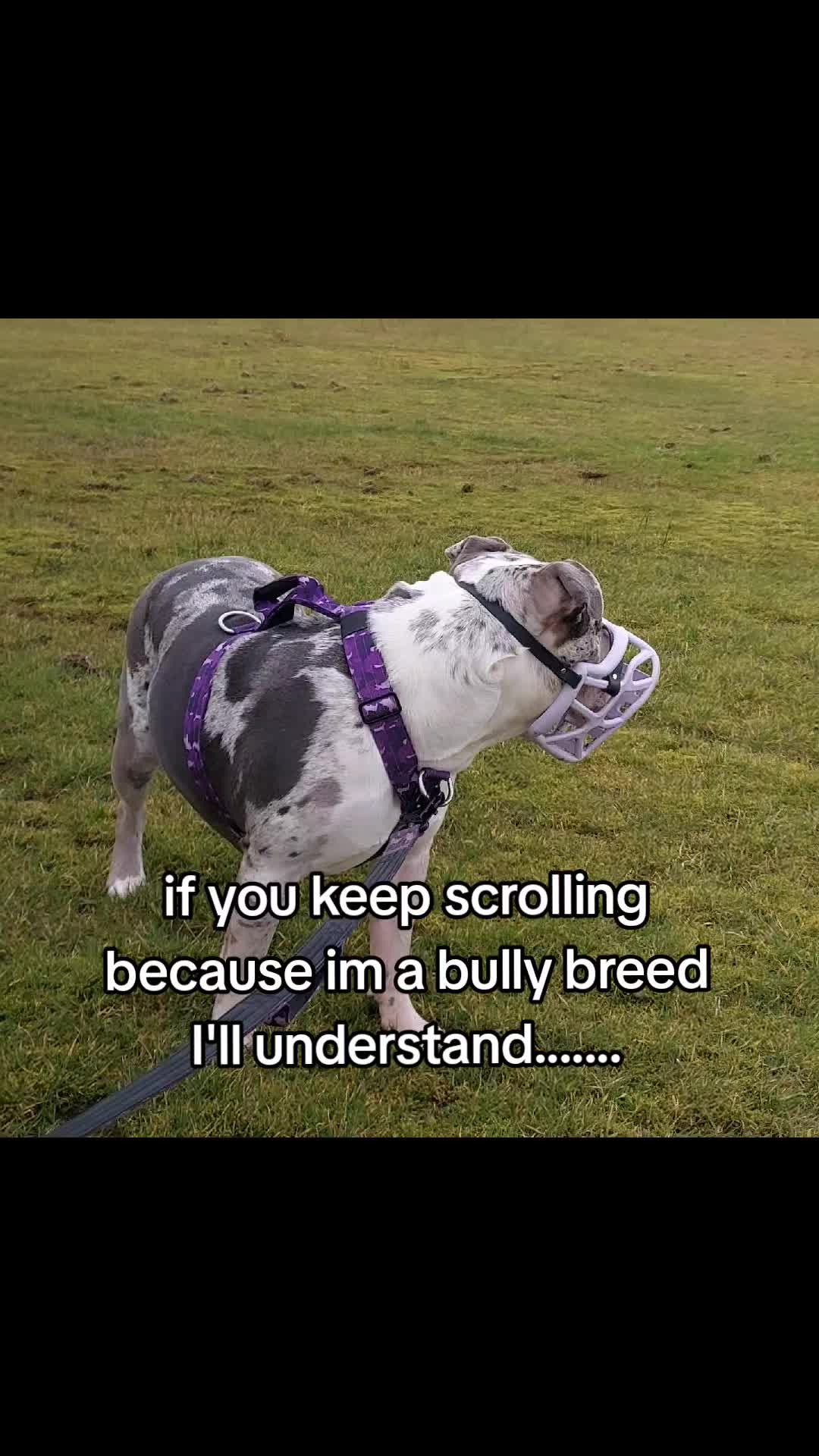 @kirsty+starlight the xl bully