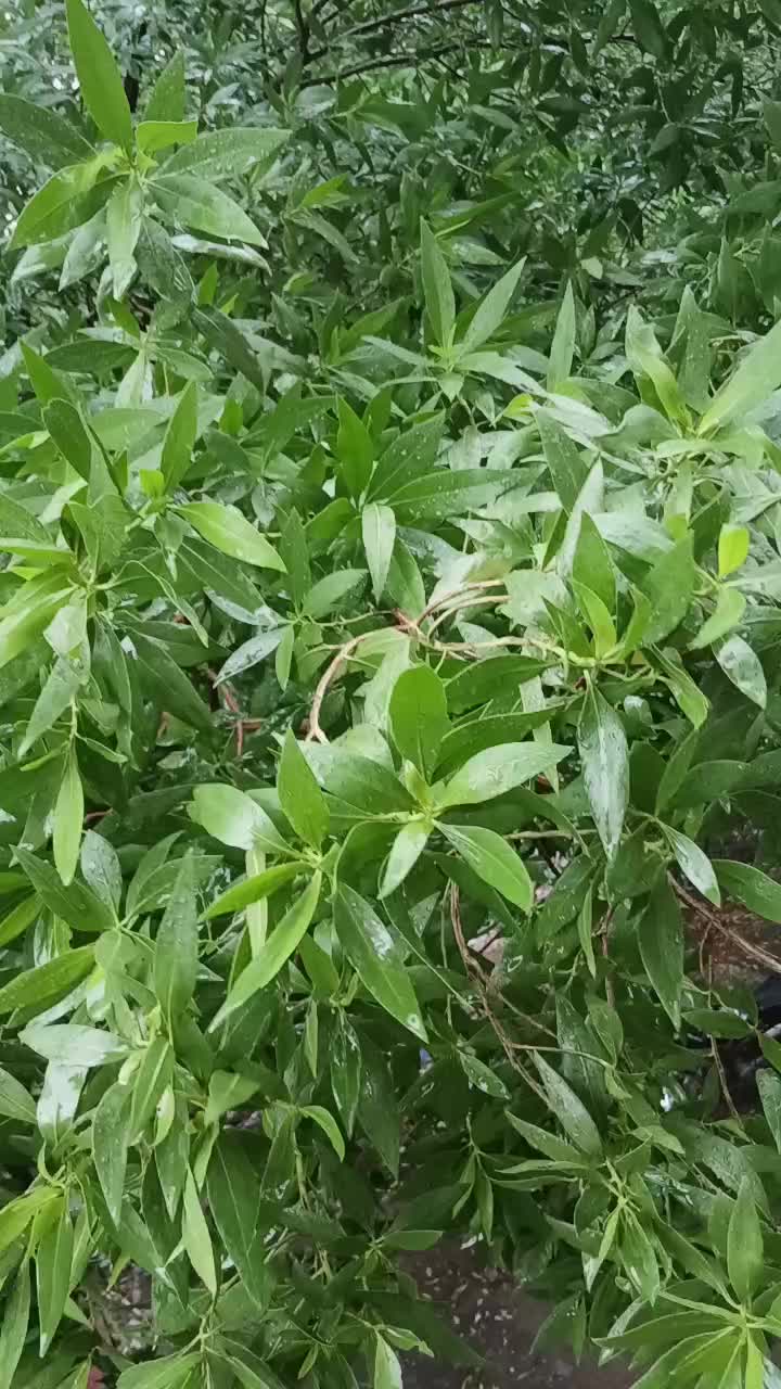 @MAaحi