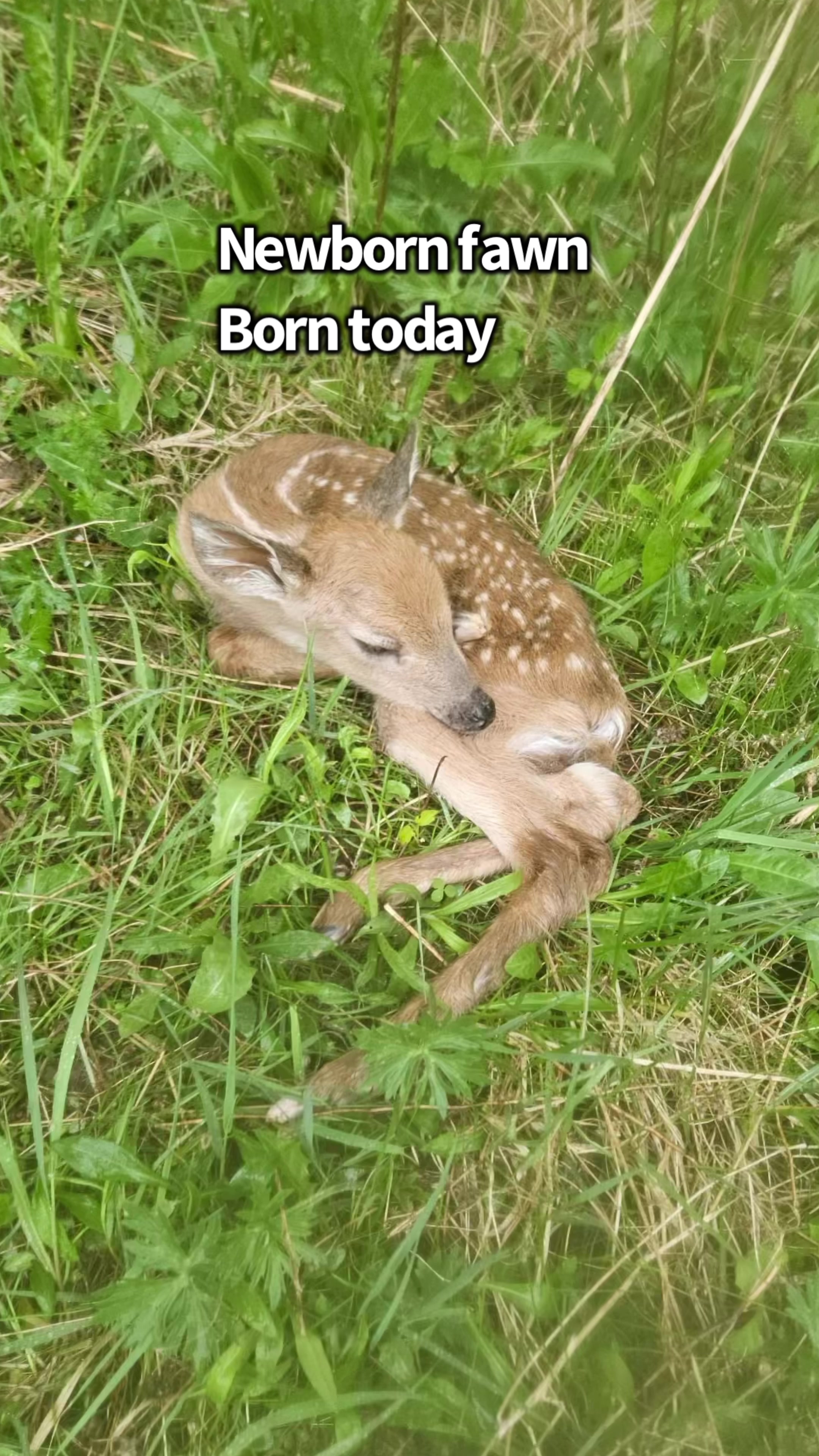 @Fuzzy Fawn Wildlife