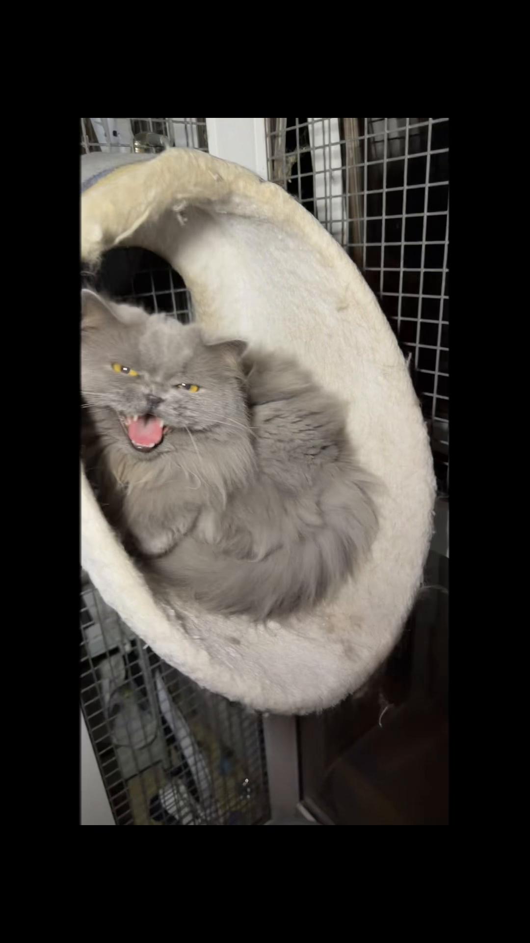 @Herongate Village Cattery