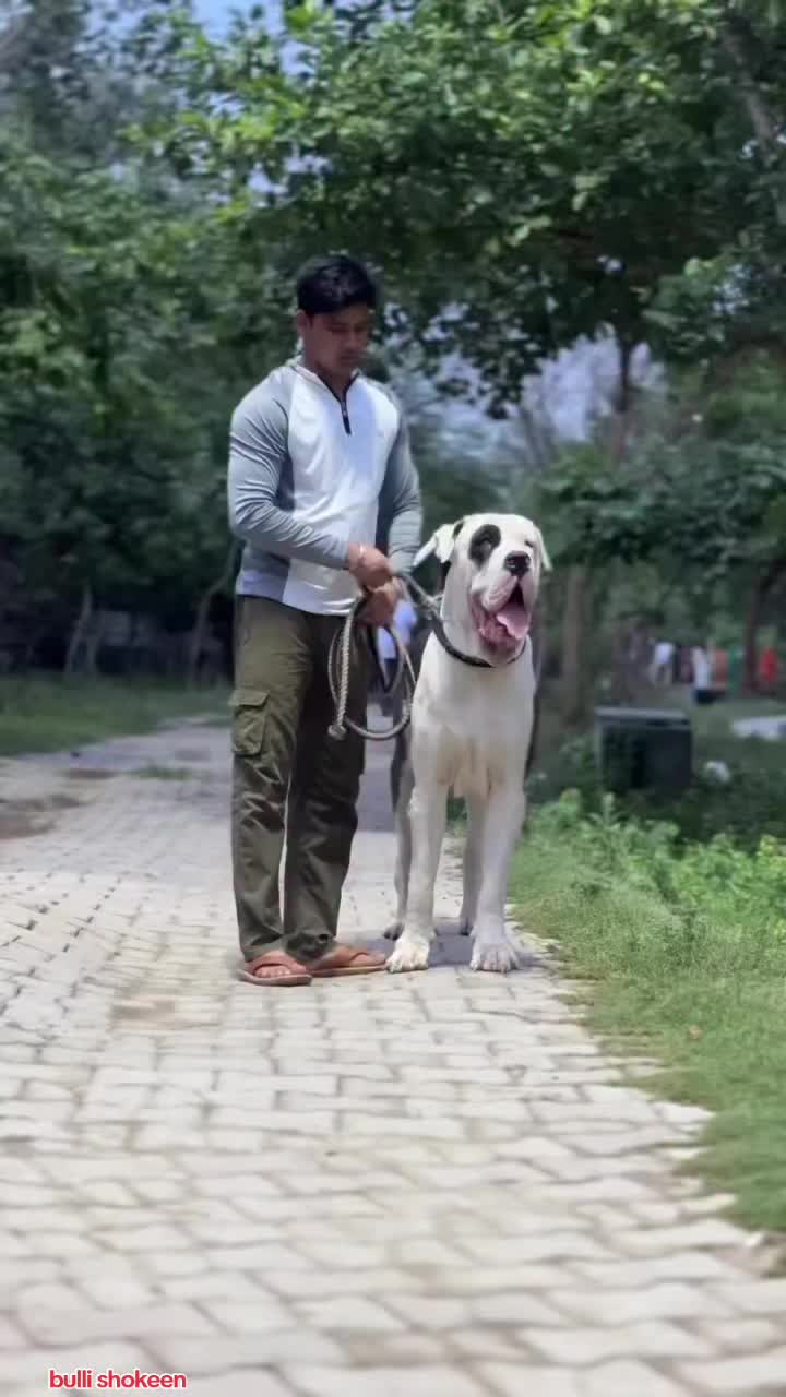 @bullishokeen2