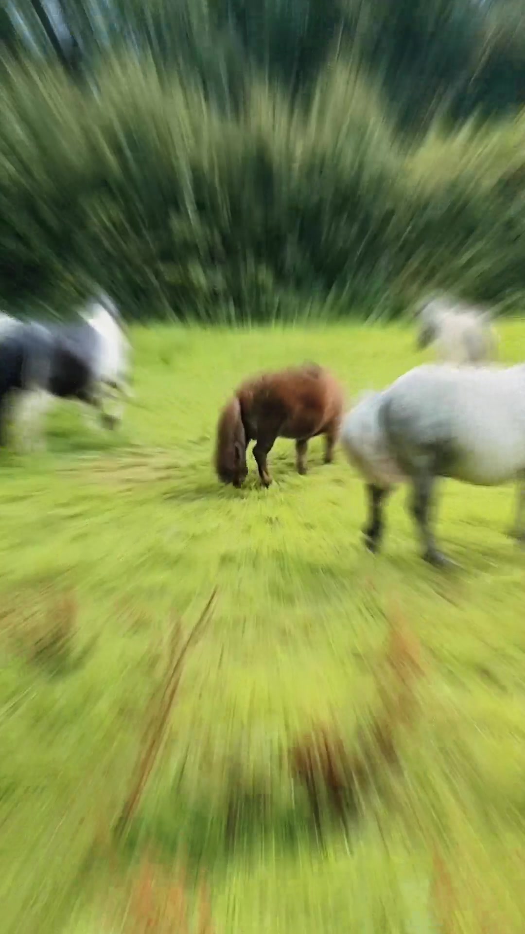 @Miss Poppy and friends 🦄💖