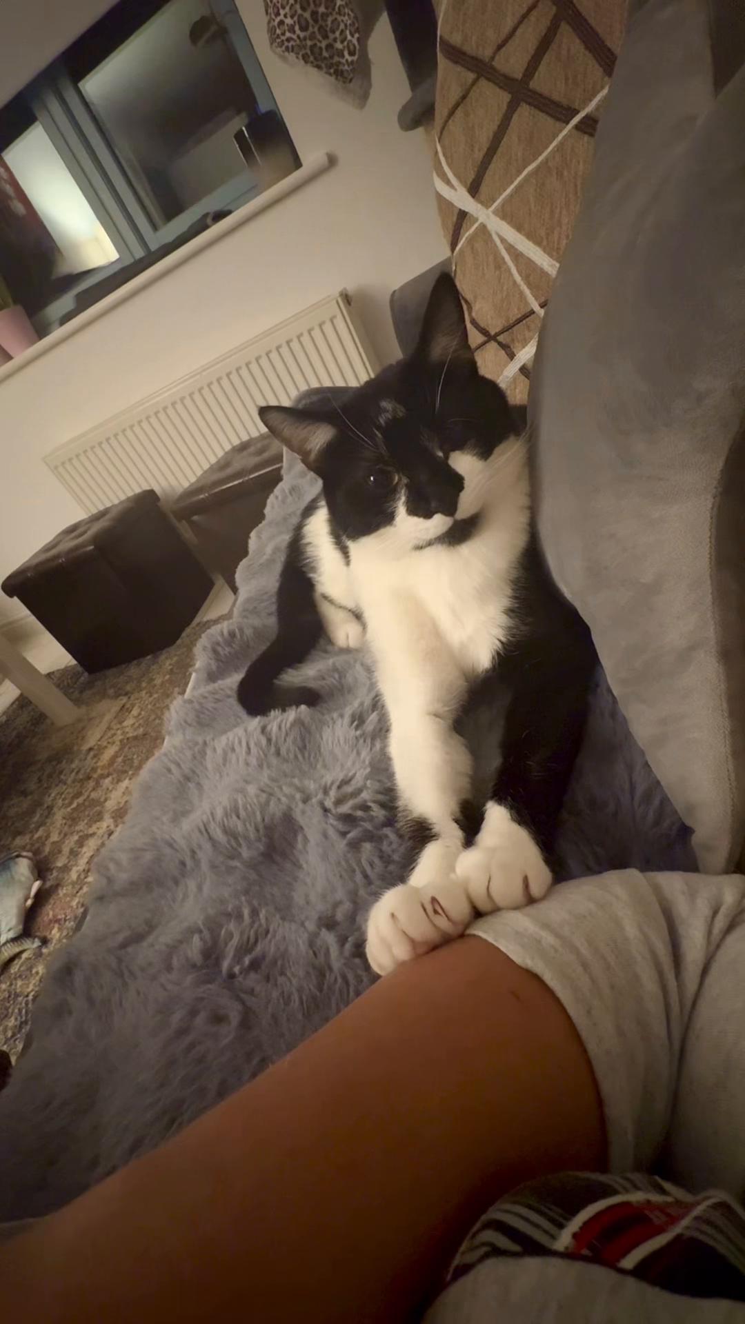 @Chibi.the.cat