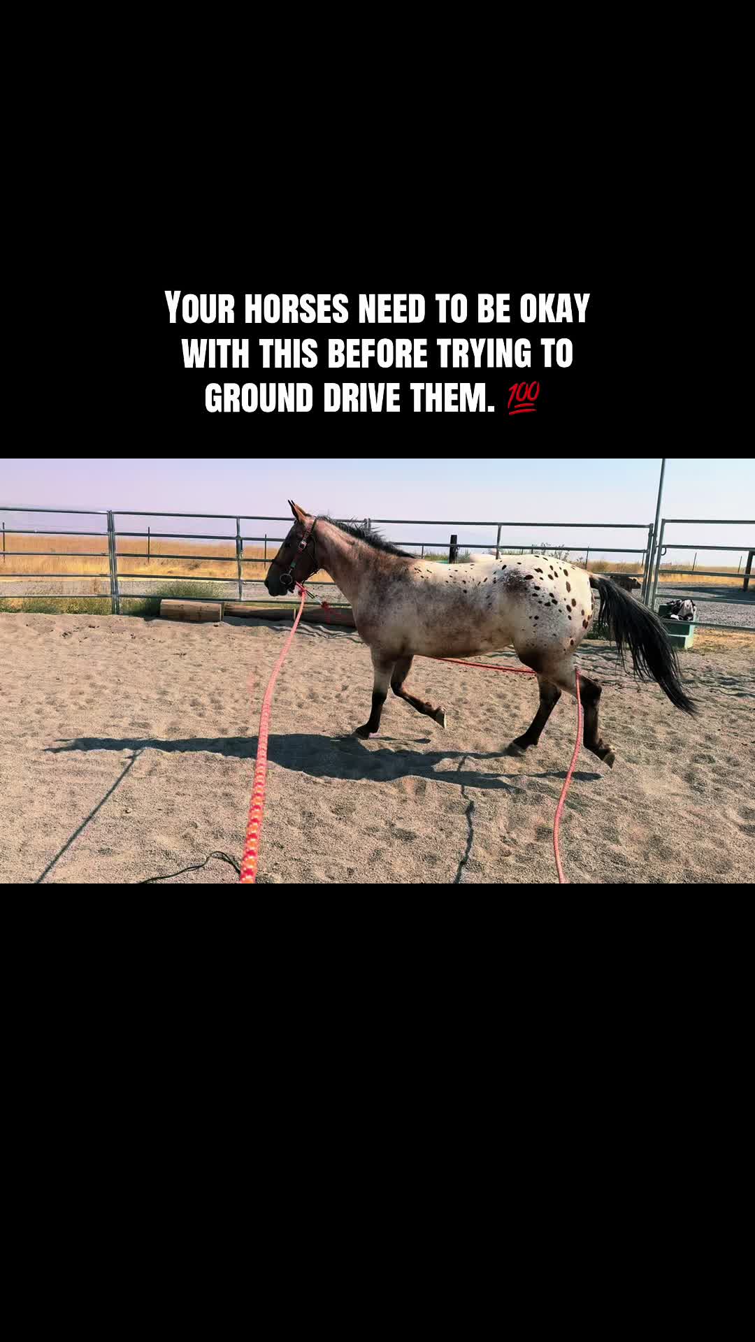 @Cowgirl Tuff Colt Training ❤️