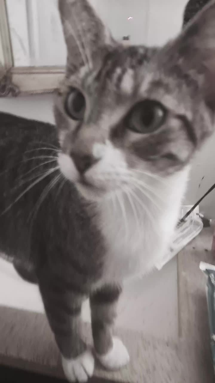 @sirmeowsalot HAVER 🐈⬛👔