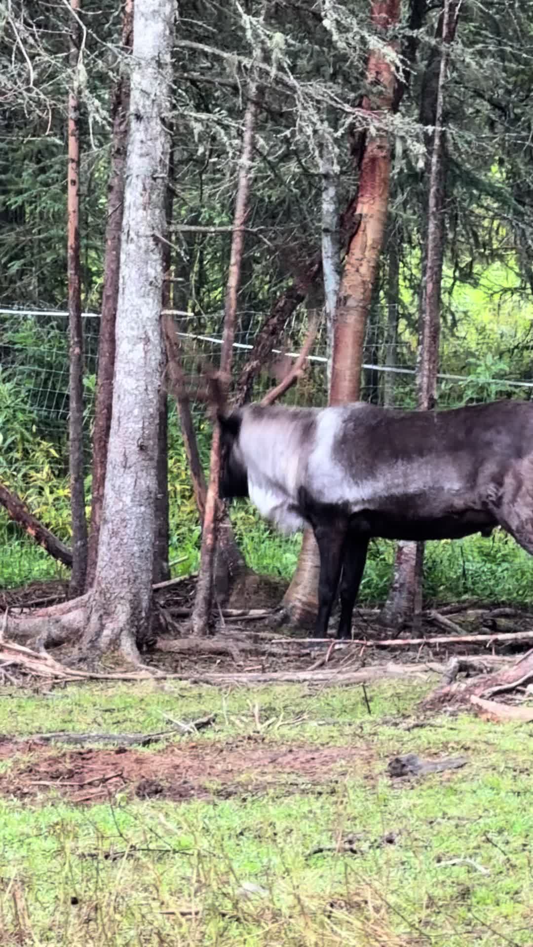 @ShyReindeerGirl