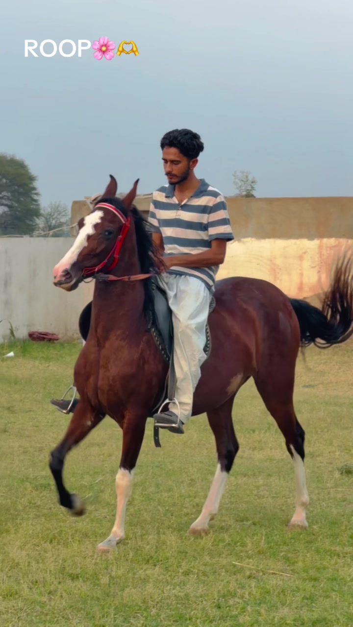 @Ch Hammad bokan &hearts;️🐎