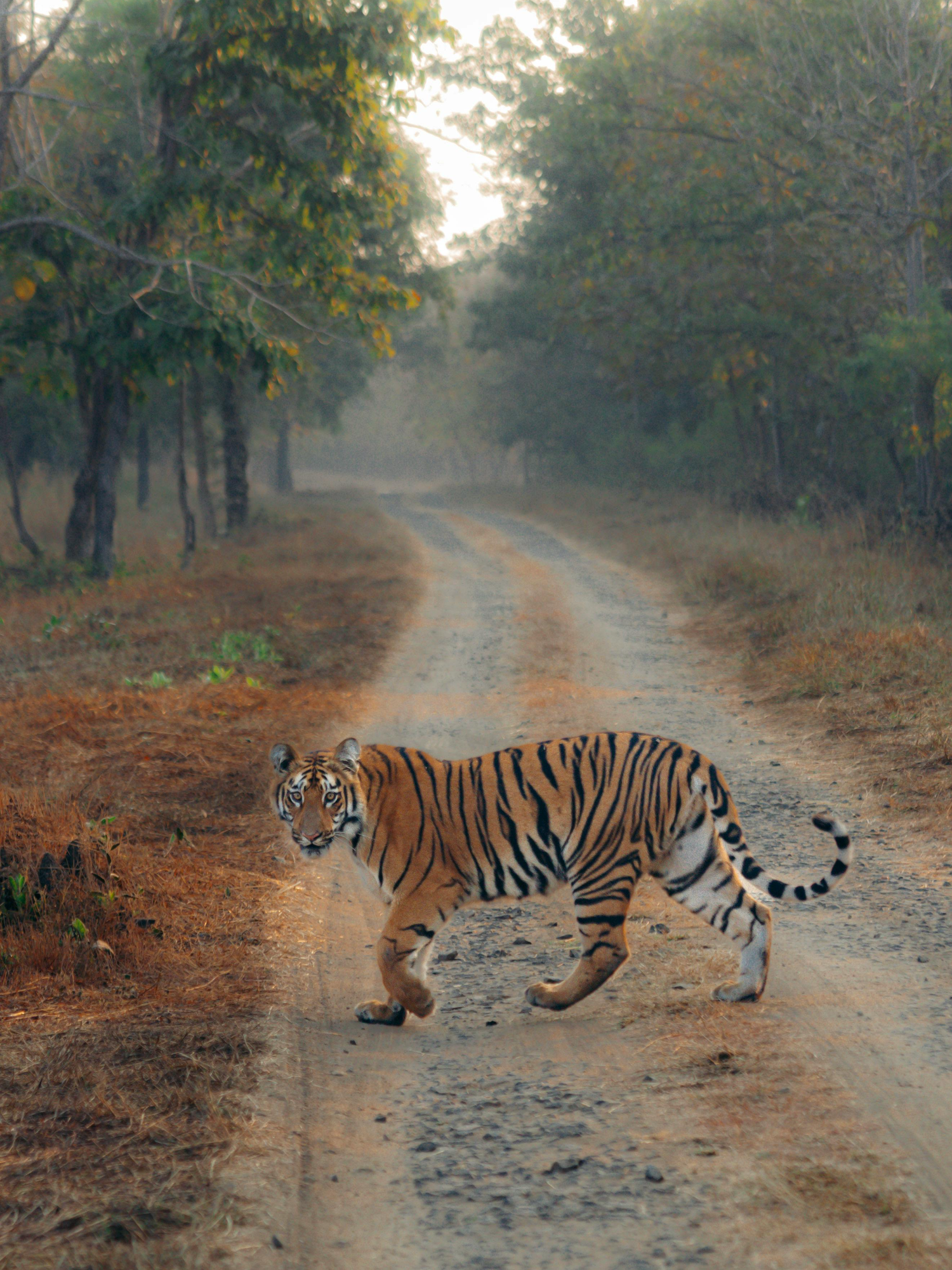@India-Safaris.com