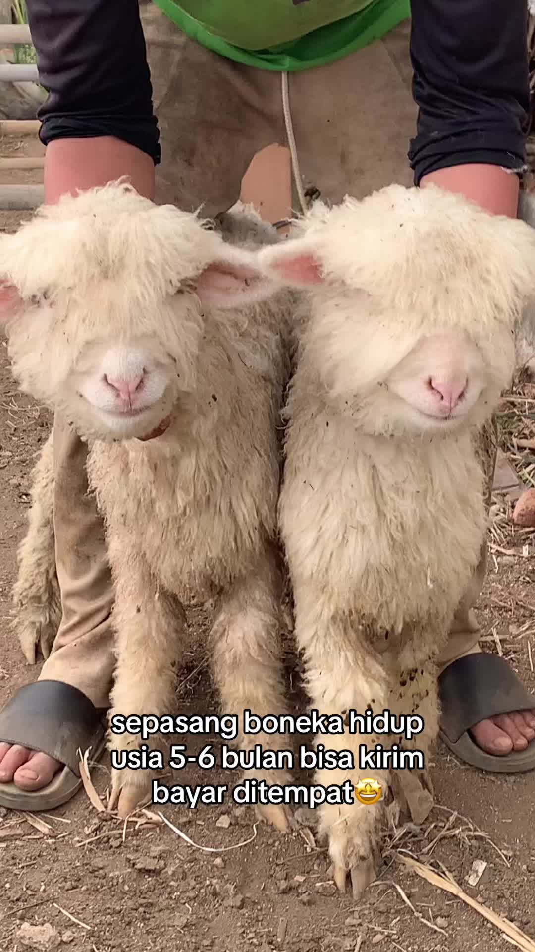 @RAMBOEN FARM TMG