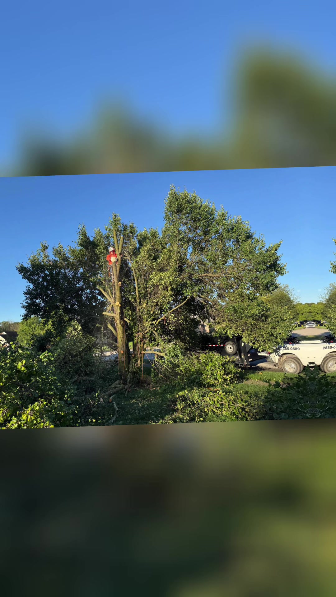 @gotreeservices6