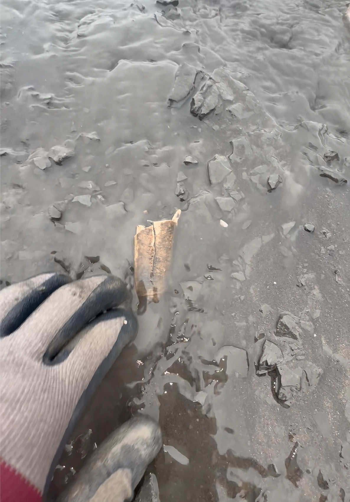 @yorkshire.fossils