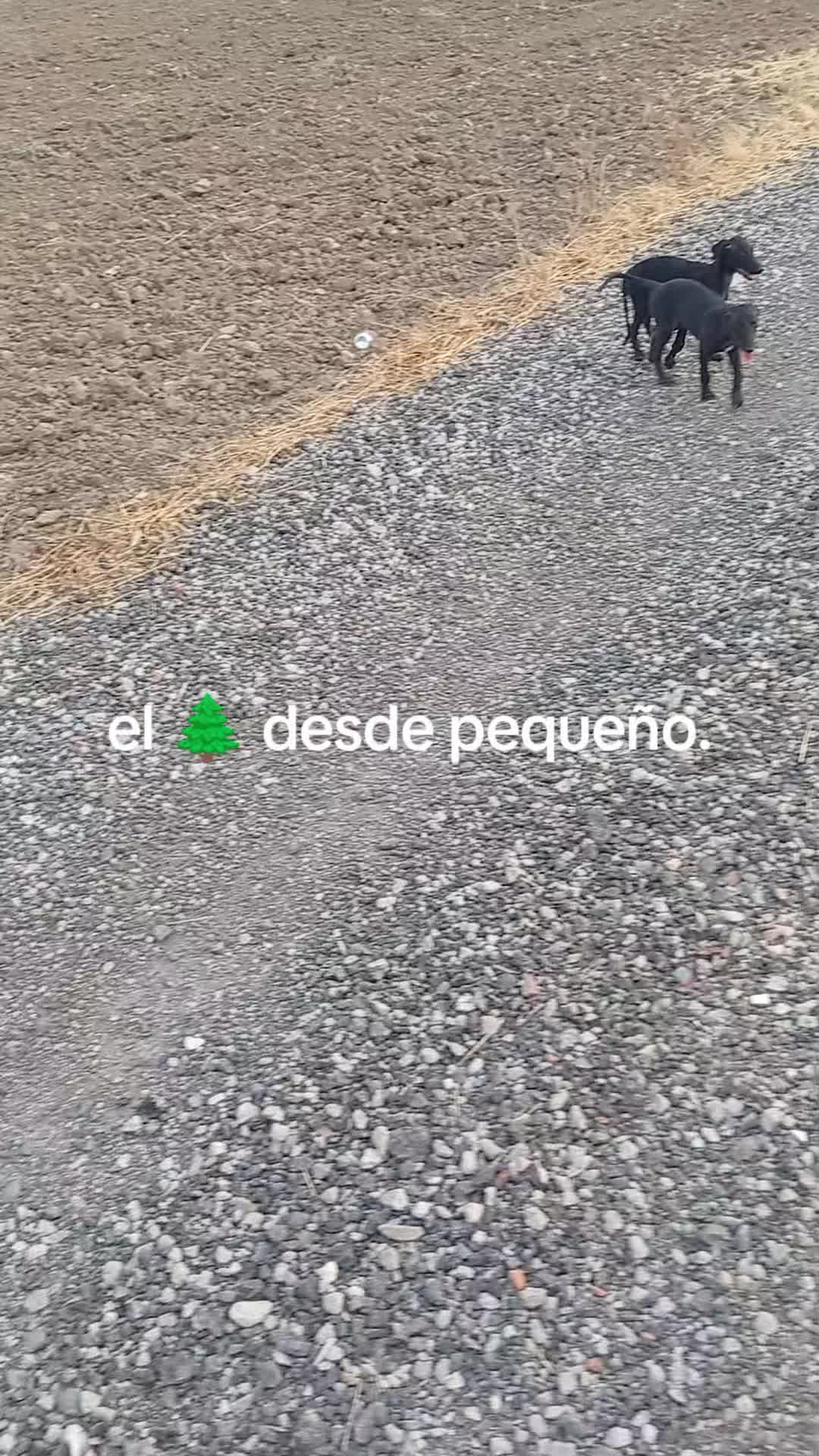 @cocodrilo