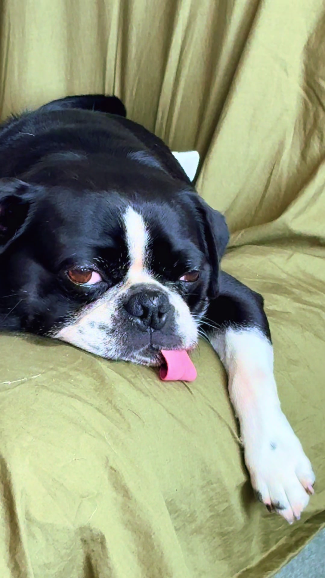 @ThreeCrustyPugs