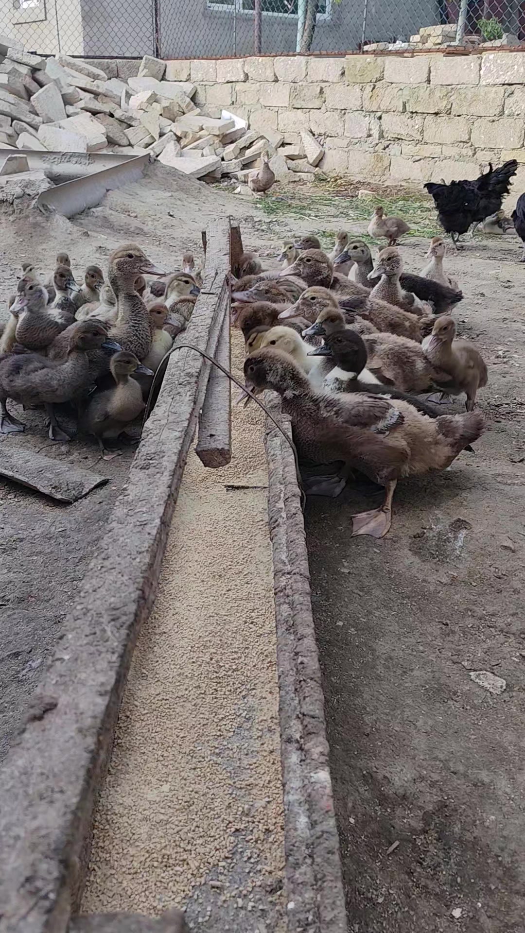 @MAŞTAĞA_QUŞCULUĞ