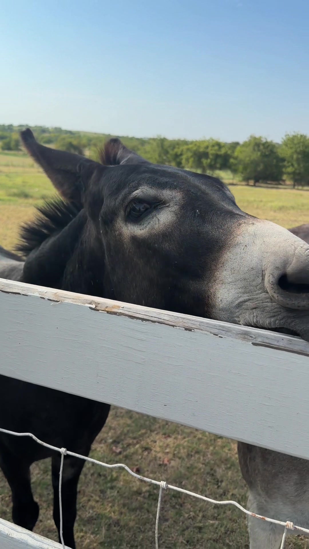 @DonkeyandHoundMama