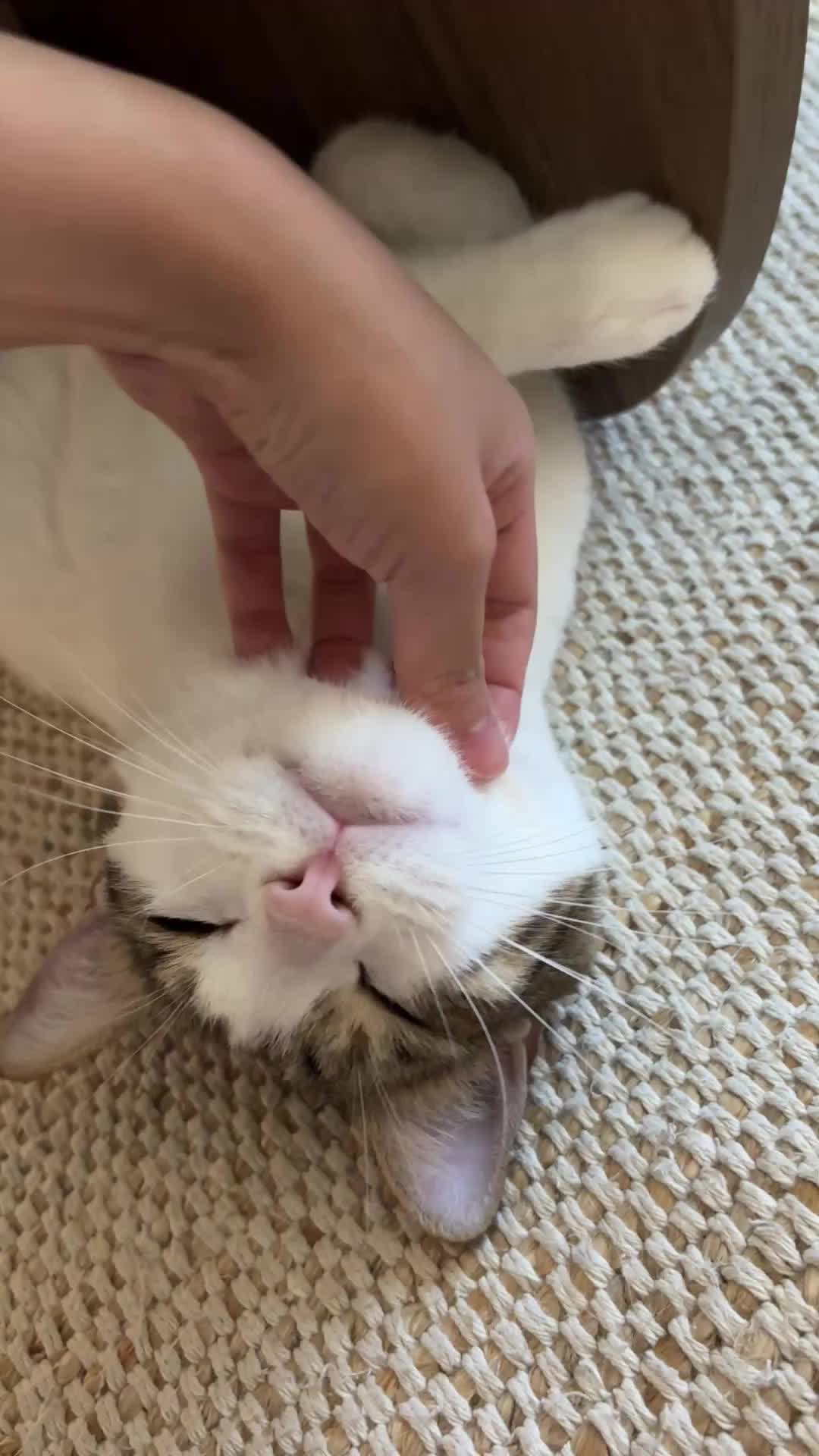 @Mimi Wawa Meow
