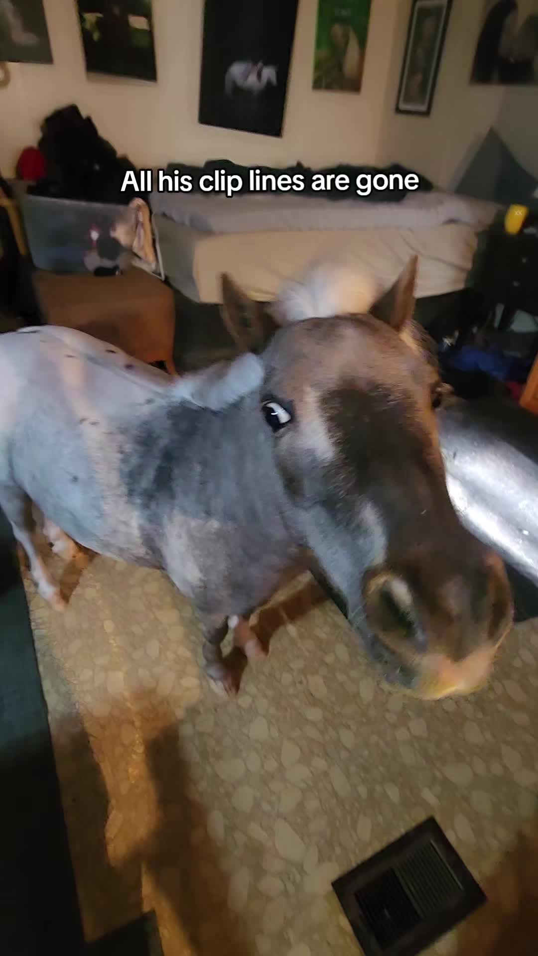 @minihorsemomandtrainer🐴🐴🐴🐴