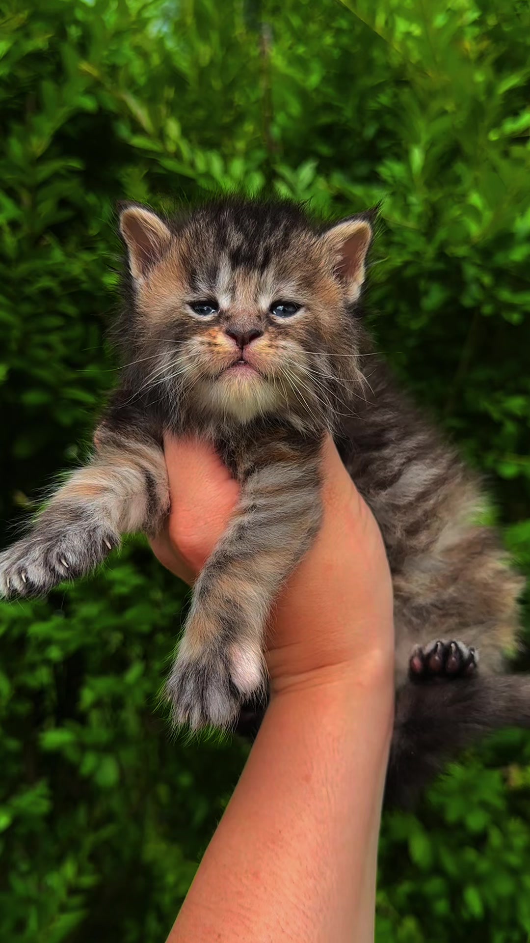 @Mossy Cottage Maine Coons 🌙
