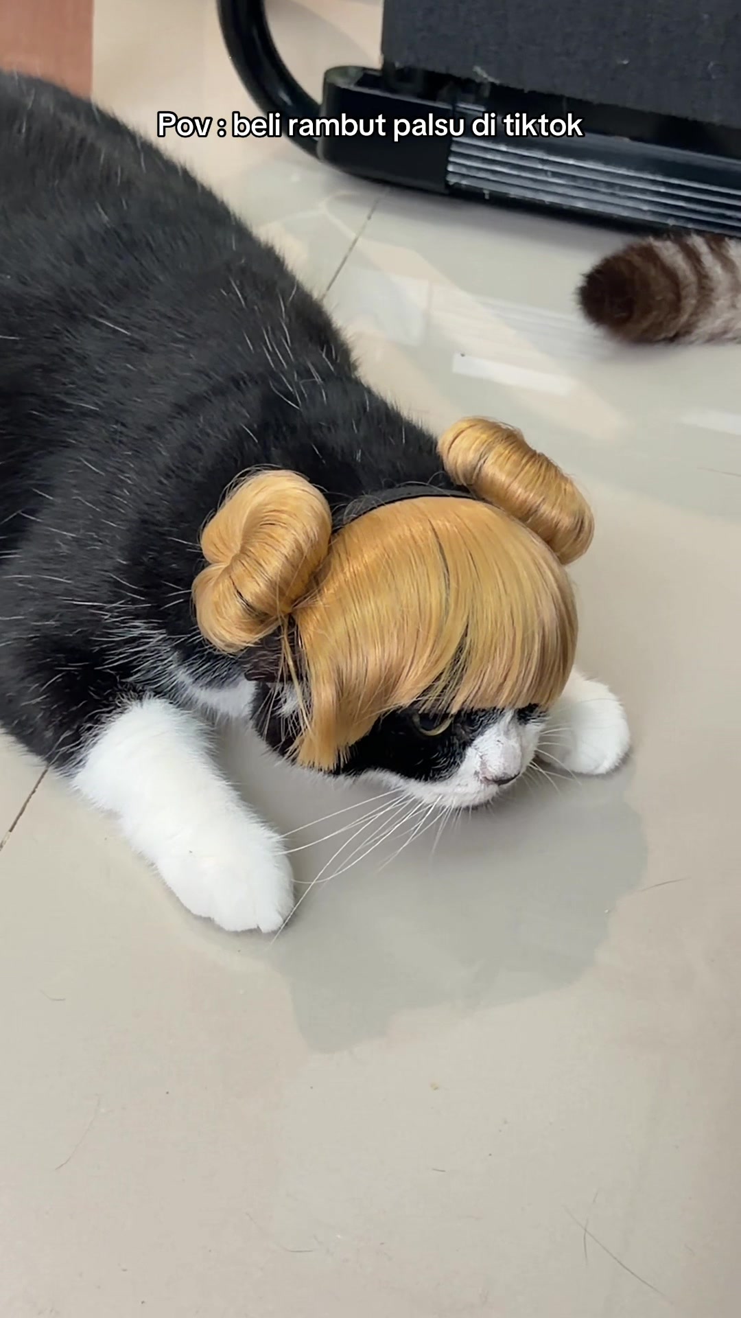 @Rapalguna | bapakkucing 🐱