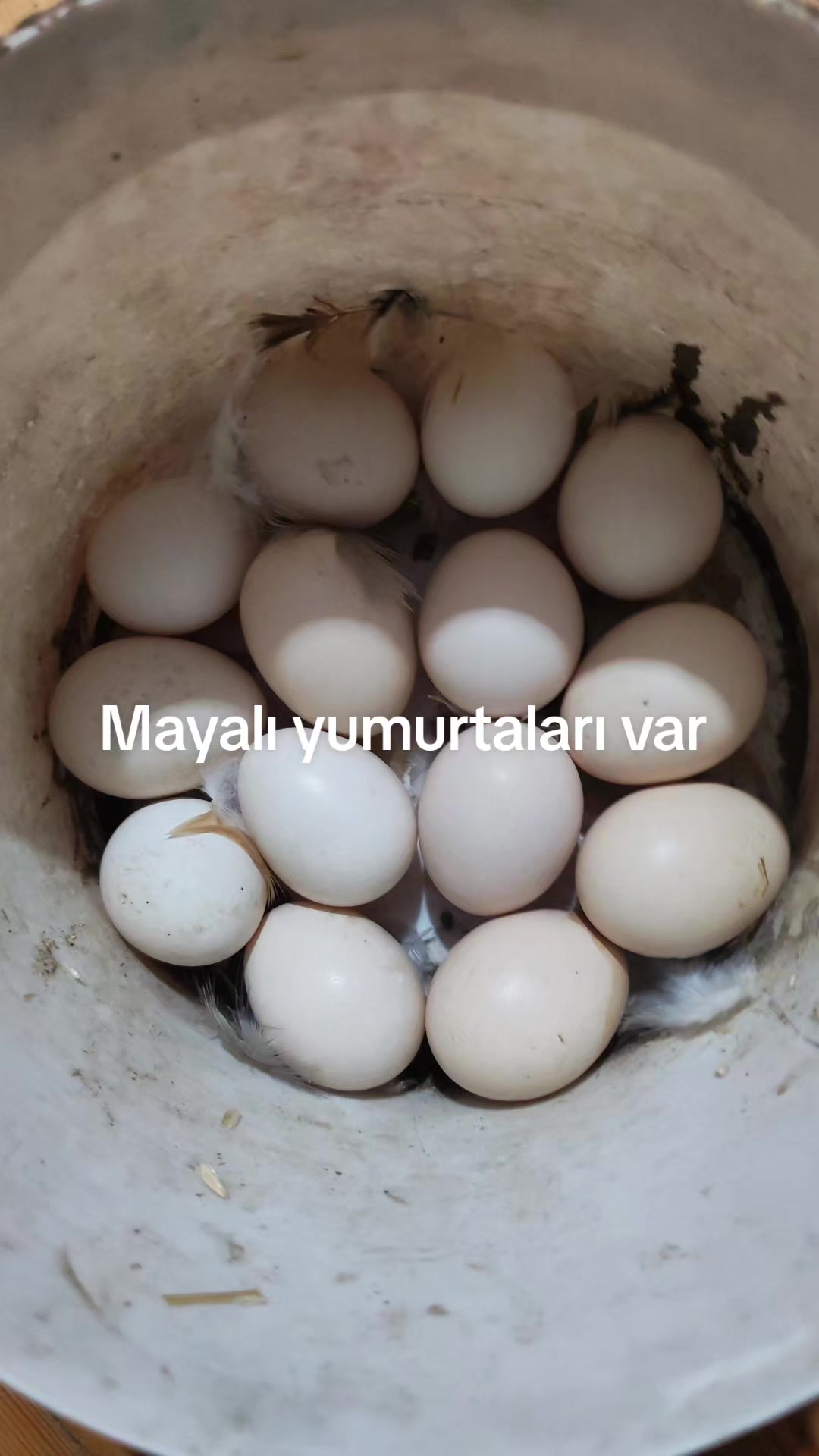 @MAŞTAĞA_QUŞCULUĞ