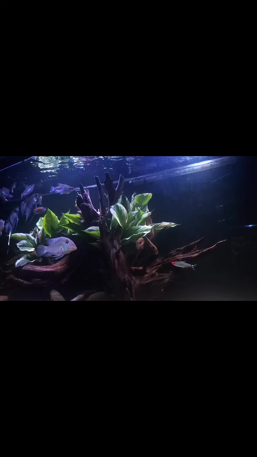 @Dave's Aquatics