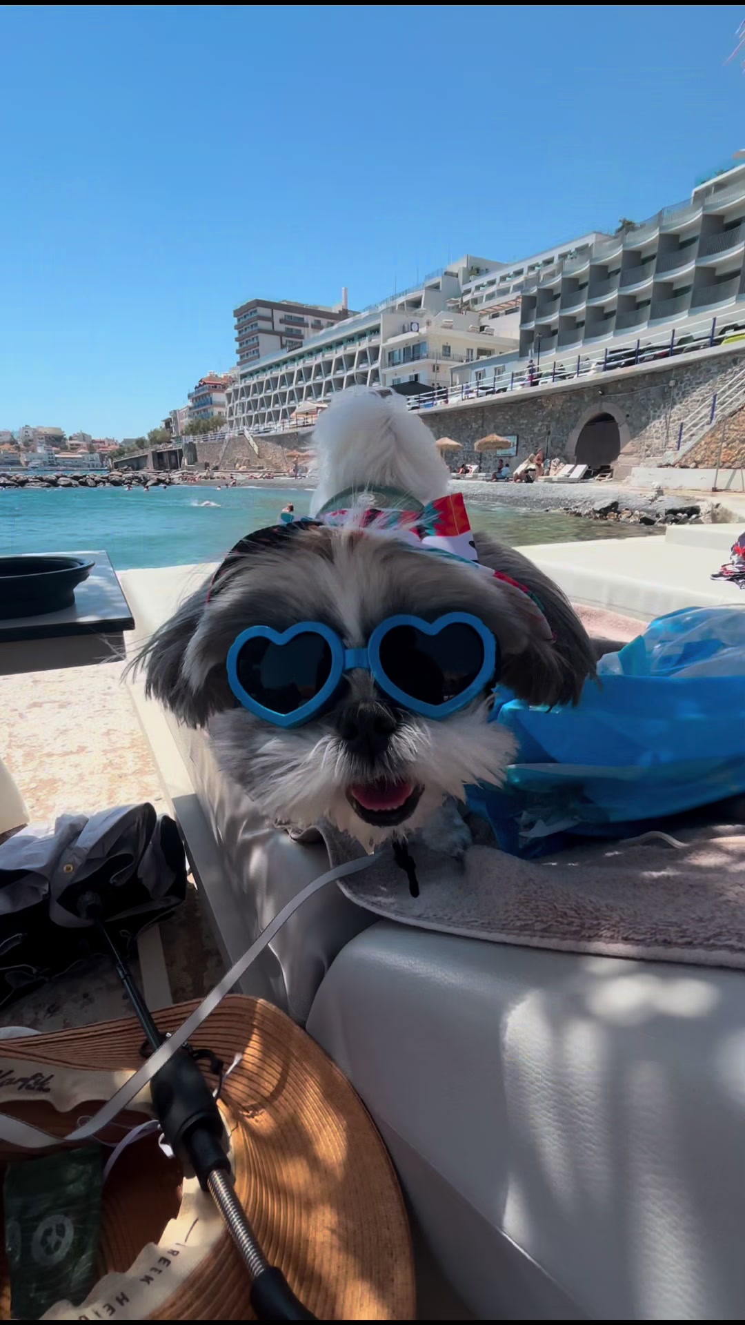 @Daisy | The Dog Travel App
