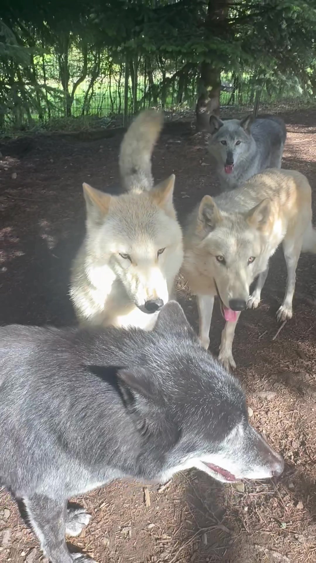 @Wolves of the Lakes