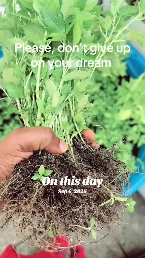 @Gracefully farm land