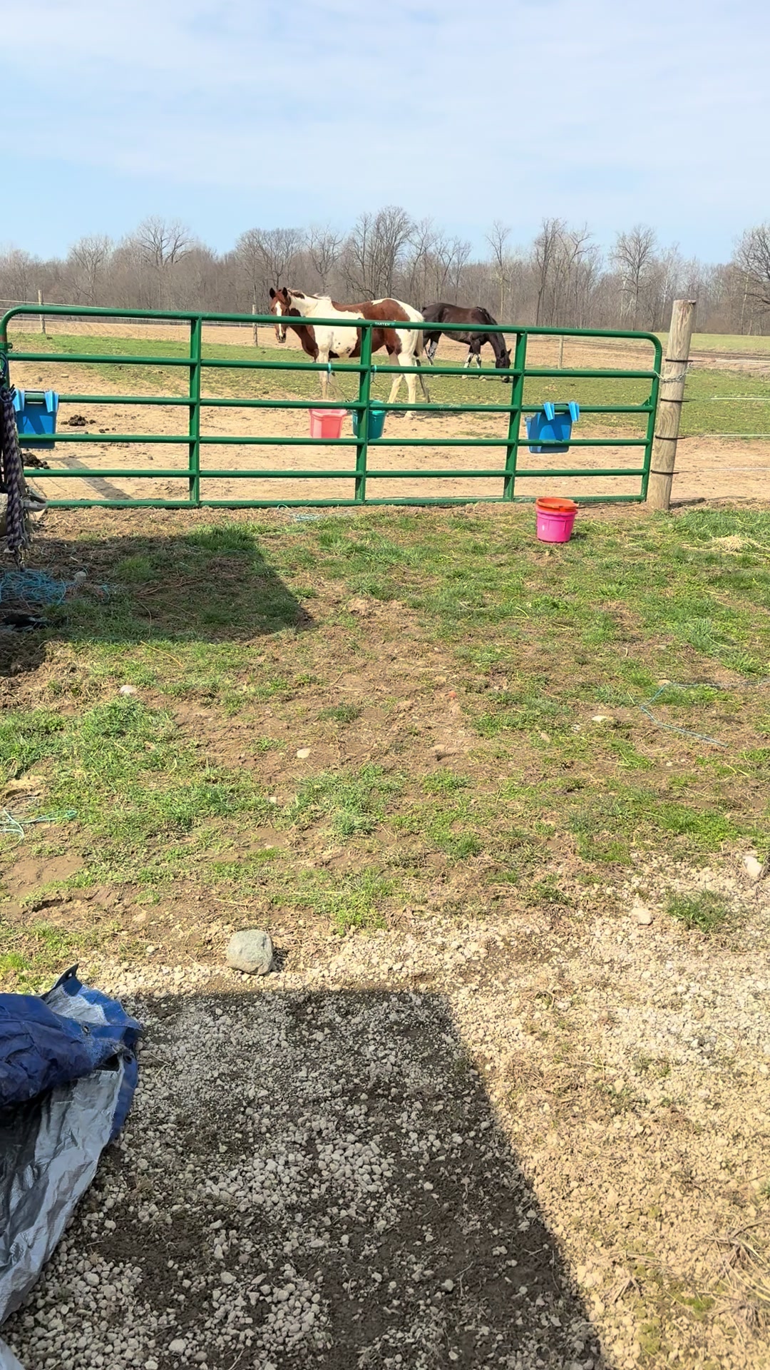 @yourhorseandponyleader