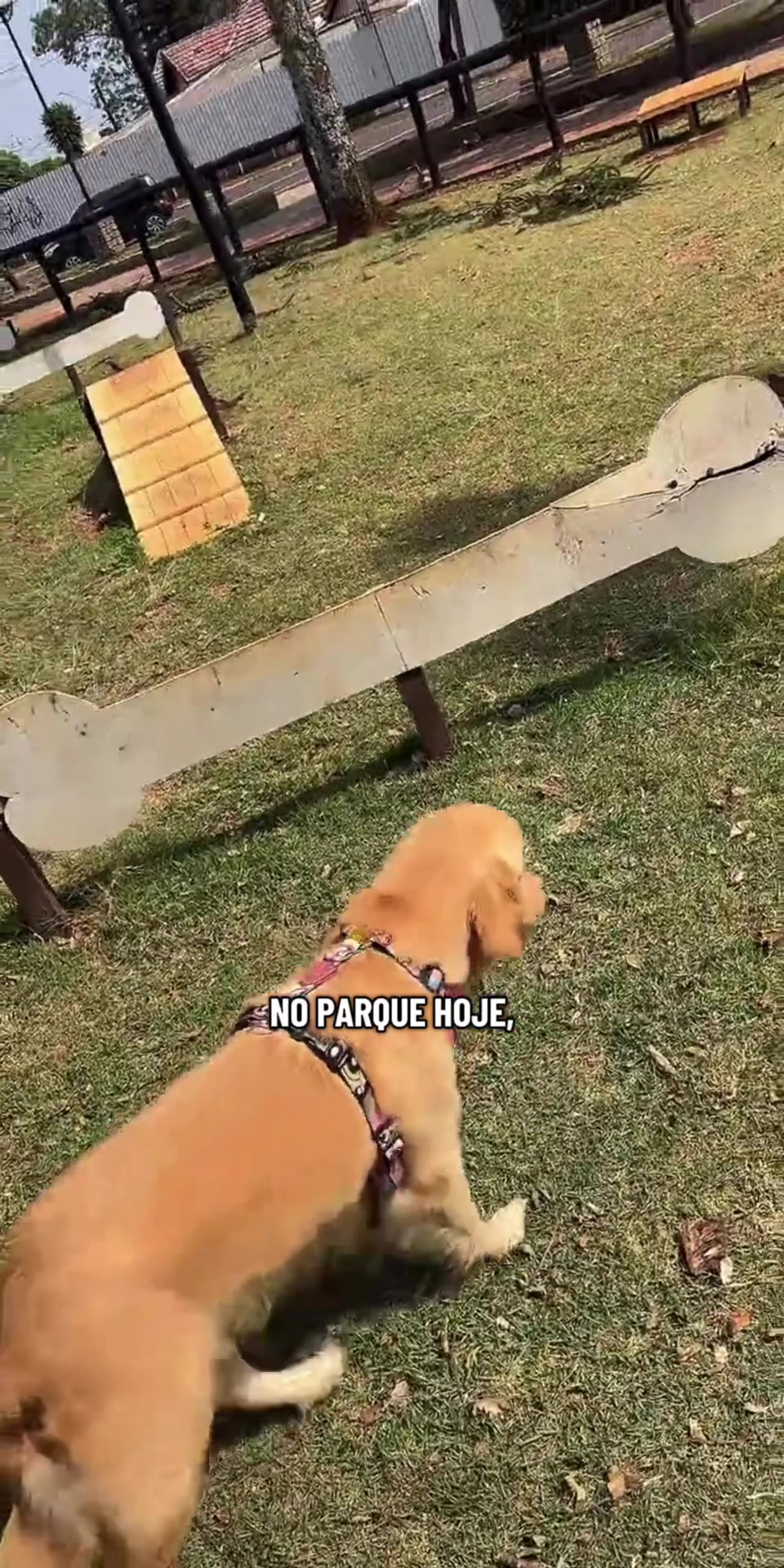 @Docinho, a golden especial.