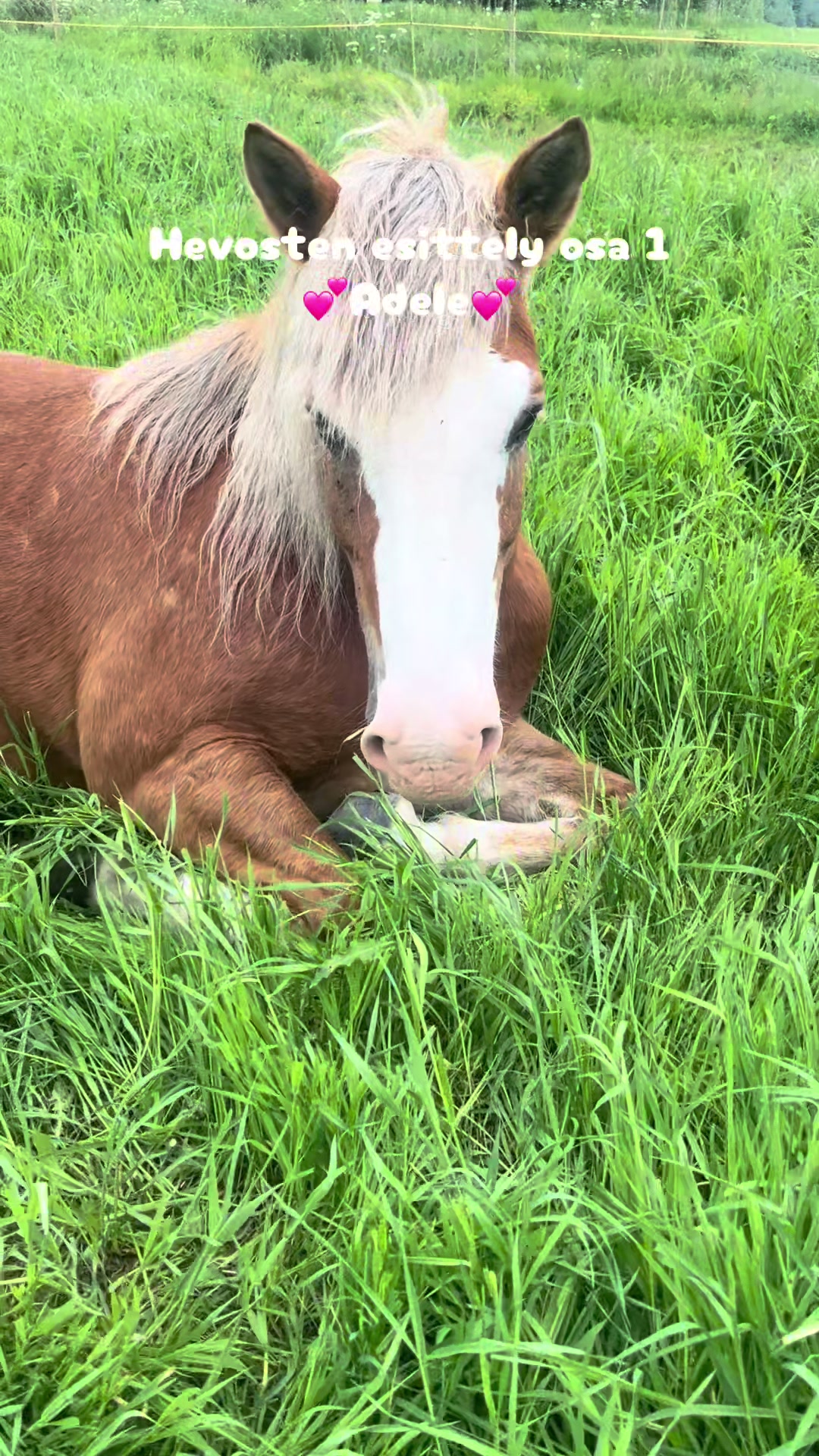 @Ponirannan talli🇫🇮🐎