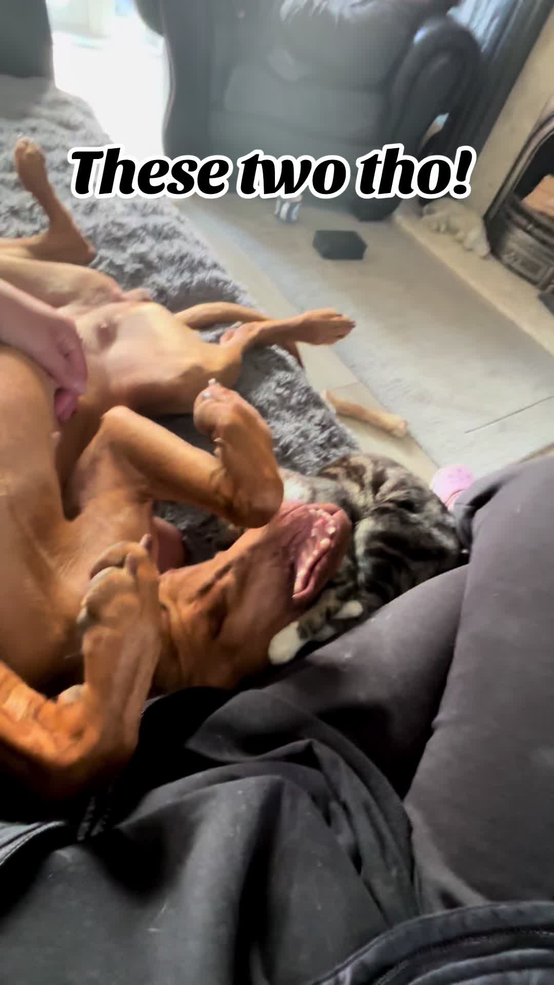 @SazandWillowVizsla