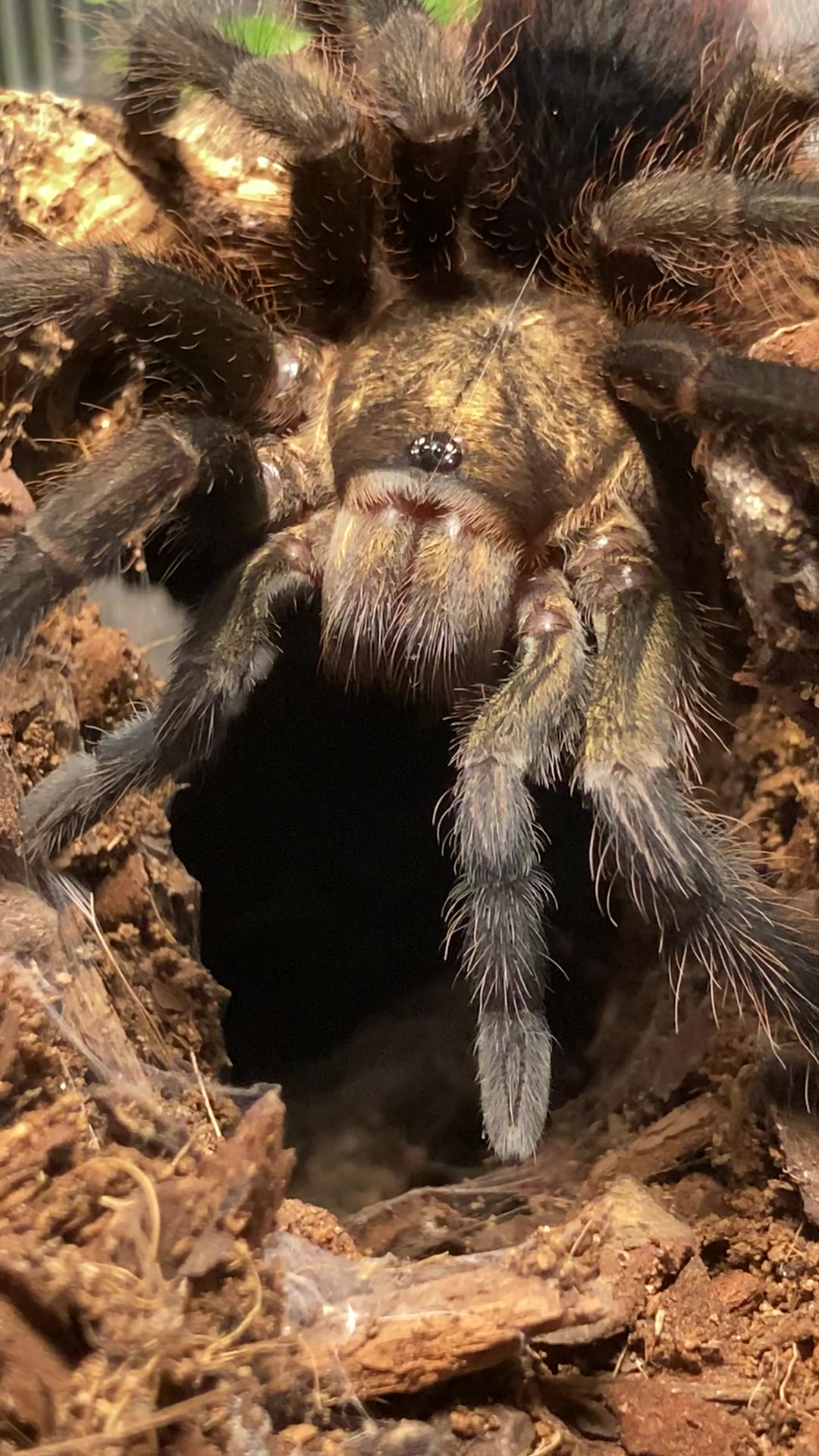 @🕷️𝓛𝓪𝓭𝔂𝓢𝓬𝓪𝓻𝓮🕷️