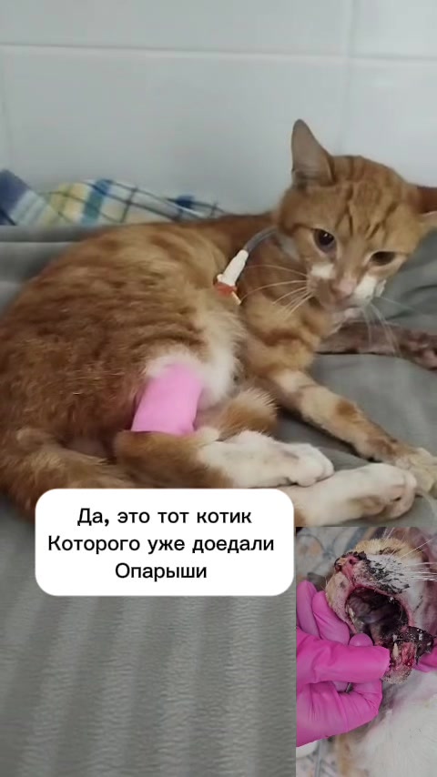 @Анна Алмазова